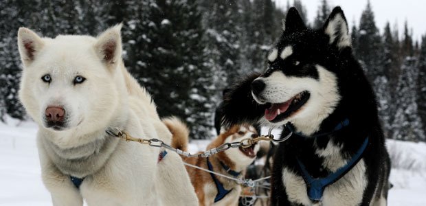 STATravel_UK's tweet image. 4 Incredible USA Wilderness Destinations #STABlog sta.travel/1N2RIRK