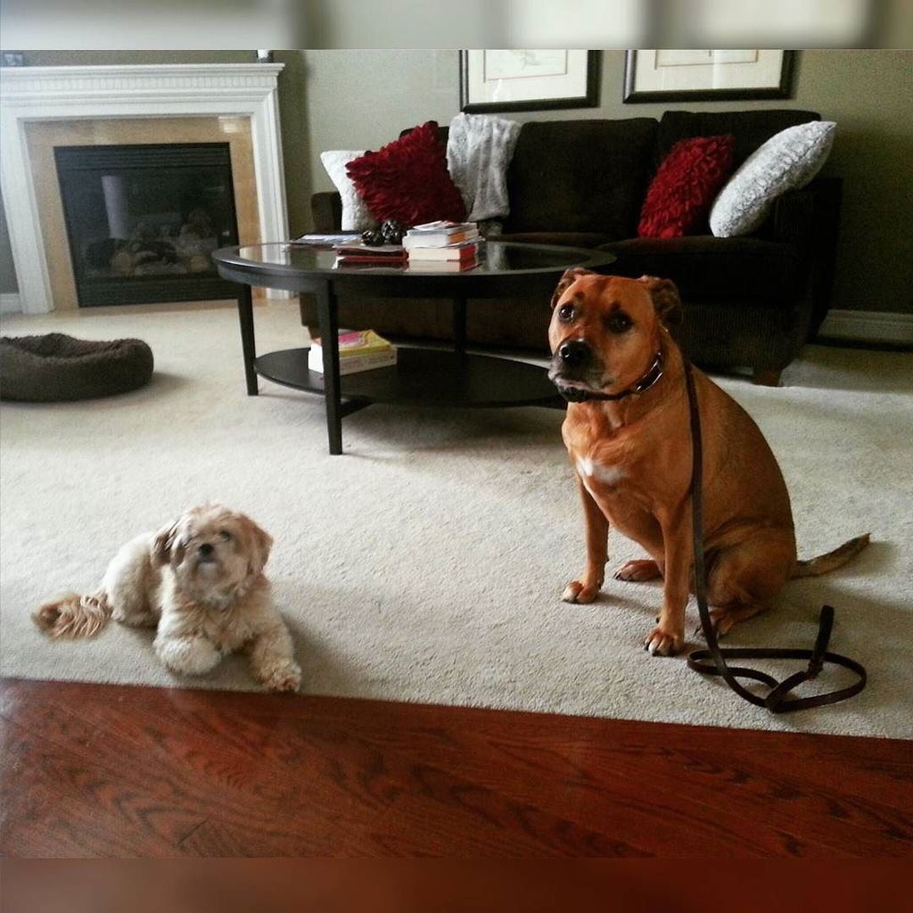 I had a wonderful morning session with Benji, in company of my best pal, Shiva! We are so … ift.tt/1RXsILk