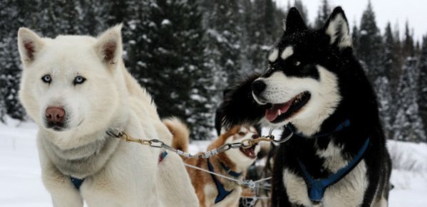 exploretravel1's tweet image. RT @STATravel_UK: 4 Incredible USA Wilderness Destinations #STABlog lnkplg.co/8Wb7W