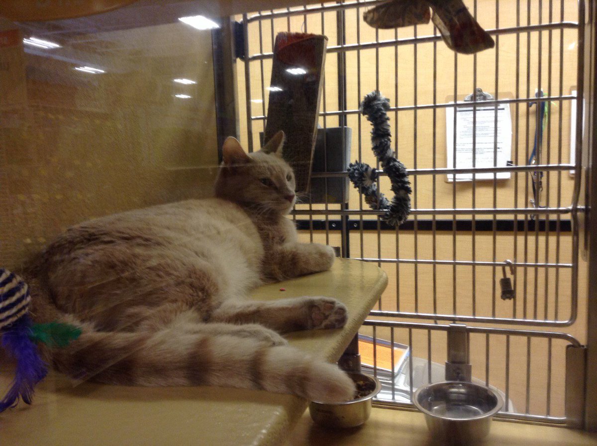 PetSmart#1934 tweet media