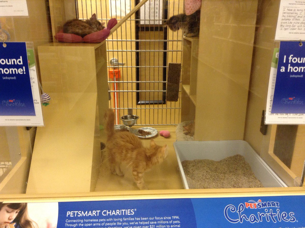 PetSmart#1934 tweet media