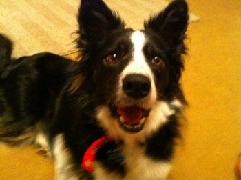 HunnyJax's tweet image. #FindIngRuby Stolen #BorderCollie  DogSitter Said She Died &amp;amp; Was Taken 2Tip !! 
Have U Seen Her #Cheshire #Wales ?