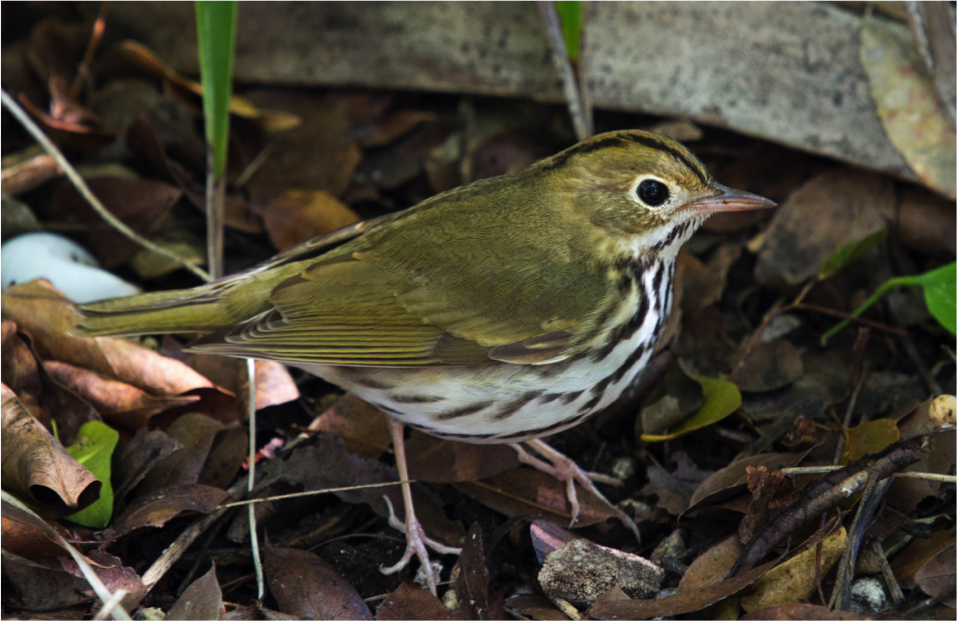 PenningtonBirds's tweet photo. Neighboring Ovenbirds sing together. The first starts, then the second joins for up to 40 songs! #birding #trivia https://t.co/JTQSJNOSz8