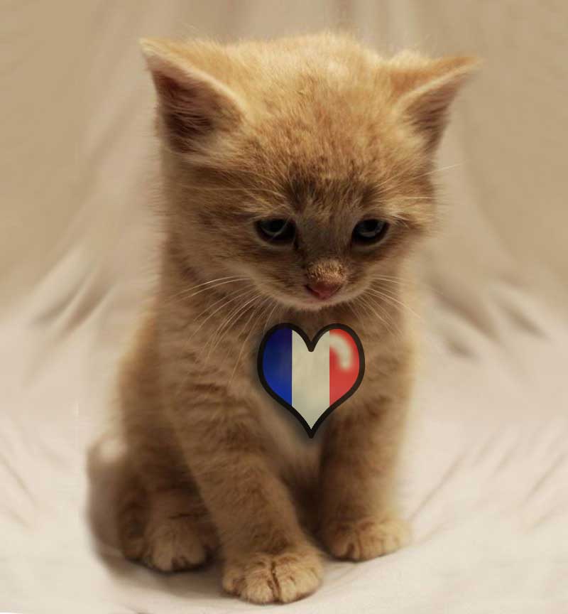 mosazab9's tweet photo. France in our heart @vida_ying_yang @CaffeMiciAmici @NancyCakeFace @AlfordCat
@billone_joanne @IAmSmittyKitty @Cats https://t.co/XDc3jTjoH9