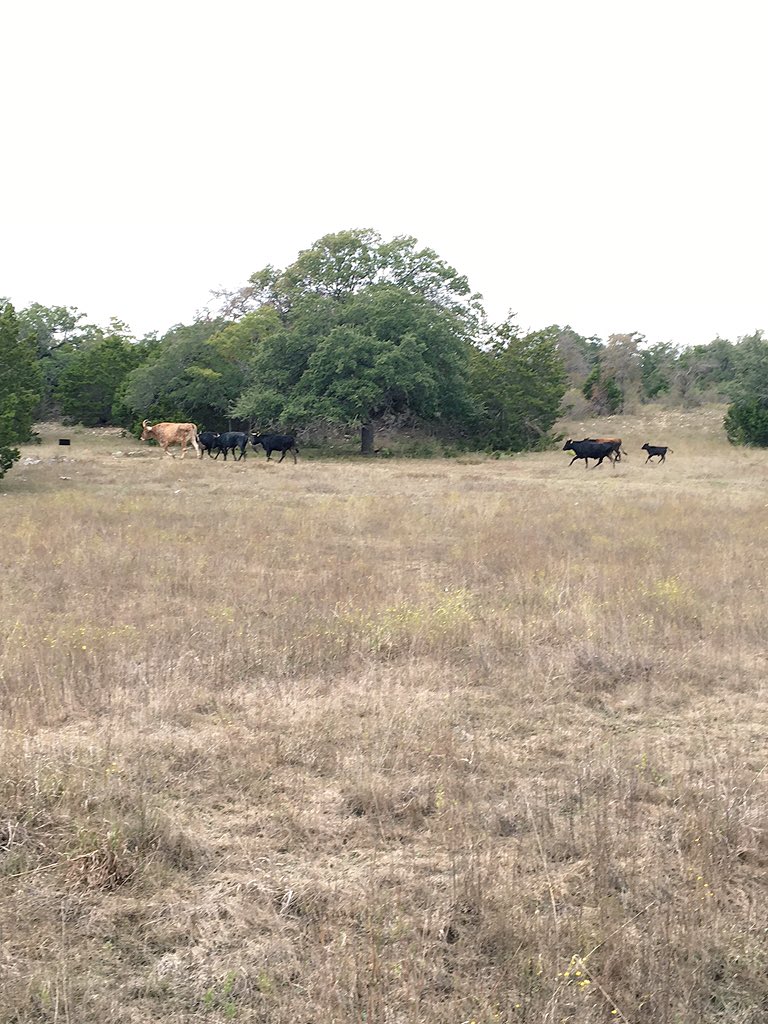 brad_limegrover's tweet photo. When you run a 5k in Austin
#goodbull #RIPbevo https://t.co/GiWdSkxJgh