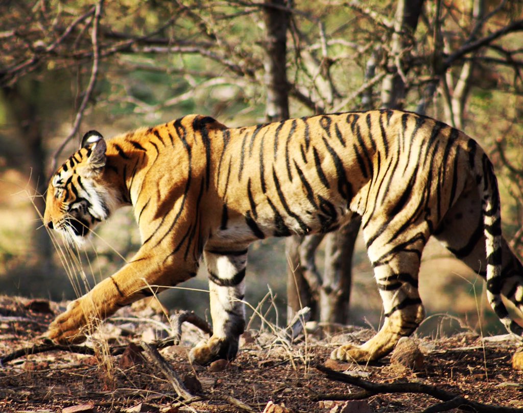 #BBC #TheHunt fabulous footage of tigers hunting in the forest - without it their cover is blown #saveforests