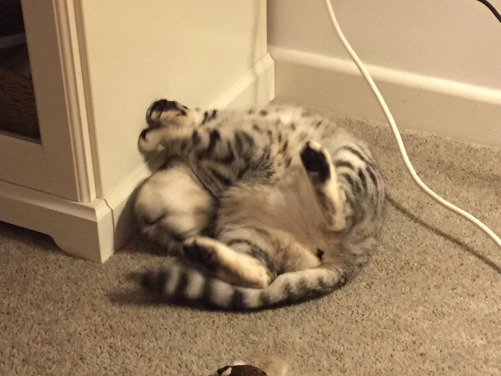 lilahdooks's tweet photo. #Sunday #pullingstunts #CatsOfTwitter https://t.co/5RiBylLU3z