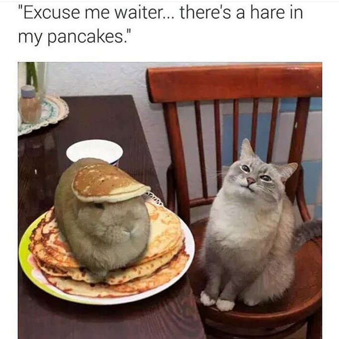 I told my mom to do this with the bun she stole from me. She refuses. https://t.co/eYn3mBJPen