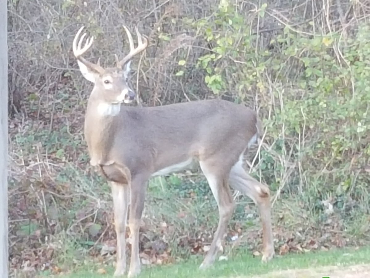 KenThorne3d's tweet photo. @RedArrowTV @CCMJenn stayed home tonight for bowling leagues and look at this 2.5 Yr old tease in my backyard. https://t.co/JWX3Rqd9Y0