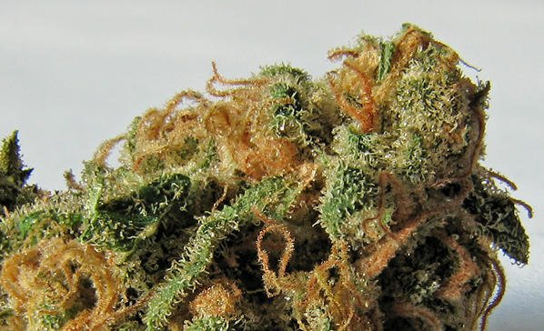 Inside Cannabis tweet media
