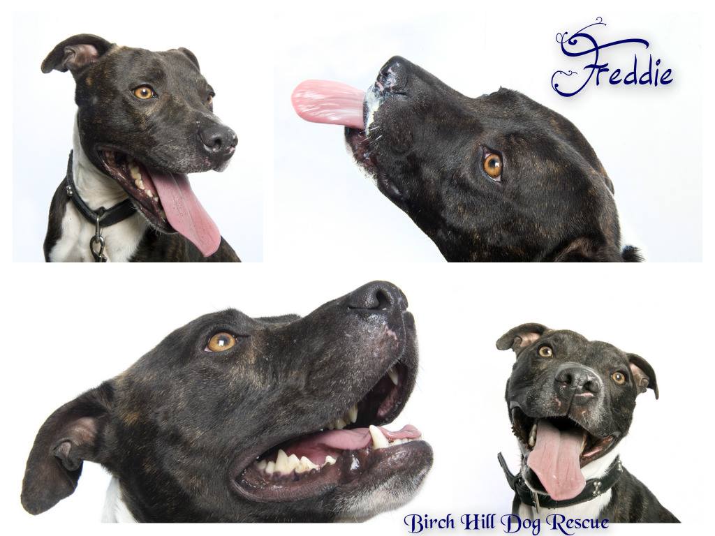 The_Animal_Team's tweet photo. Once he has a connection W U Freddie is ur friend 4 life #dogsoftwitter becky.birchhill@gmail.com #StaffySunday https://t.co/yGaCn4fUSw