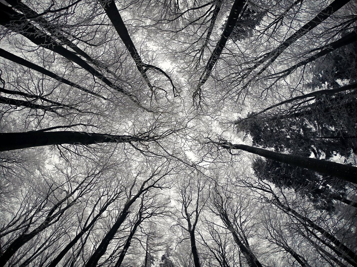 tdkinser's tweet photo. Spirit of the Winter by Tomas Havel

https://t.co/hESfIi2Pu1 https://t.co/Ne8WdnS0ls