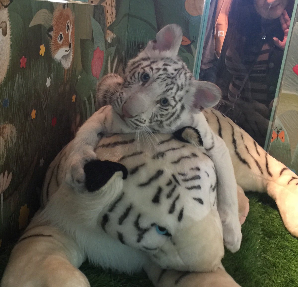 SARMOTIfdn's tweet photo. Say what?! -Maharani https://t.co/cuotImjCGm