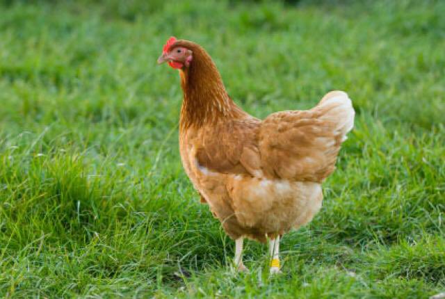 dog_rates's tweet photo. Not familiar with this breed. No tail (weird). Only 2 legs. Doesn't bark. Surprisingly quick. Shits eggs. 1/10 https://t.co/Asgdc6kuLX
