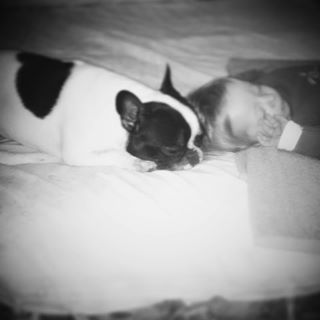 Frenchie_Cute's tweet photo. #love #frenchbulldog #5rano https://t.co/5VUbSYopBe https://t.co/hxok4EZUDp