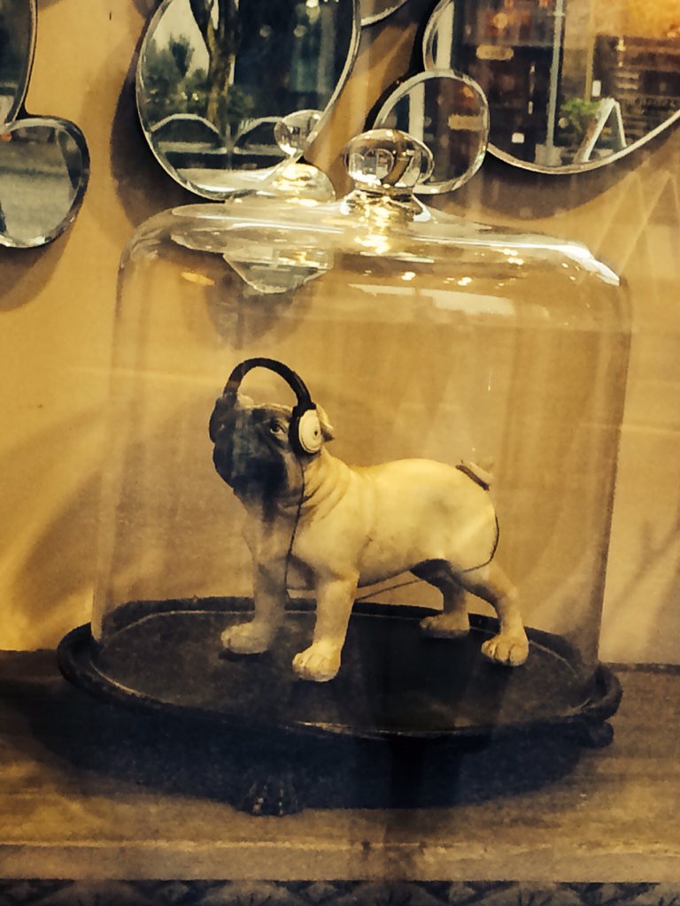 Project_365_YVR's tweet photo. #pug https://t.co/EGAbVoCbIr