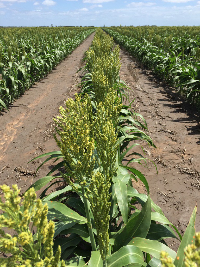 Andrew Butler tweet media