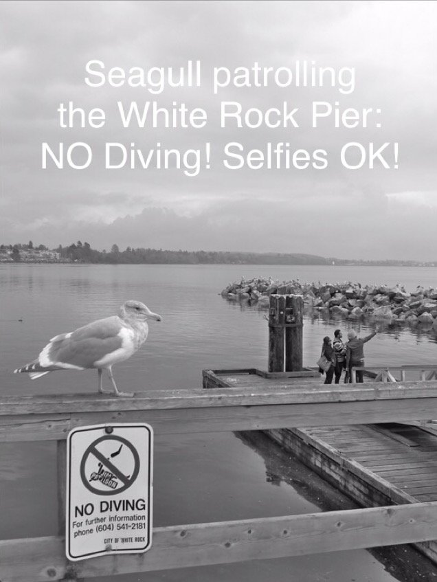 everbamboo's tweet photo. #seagull patrolling the #WhiteRockPier #NODiving #SelfiesOK #WhiteRock #WhiteRockBC #selfieOK #selfie #selfies #bnw https://t.co/lNfaCMN3ka