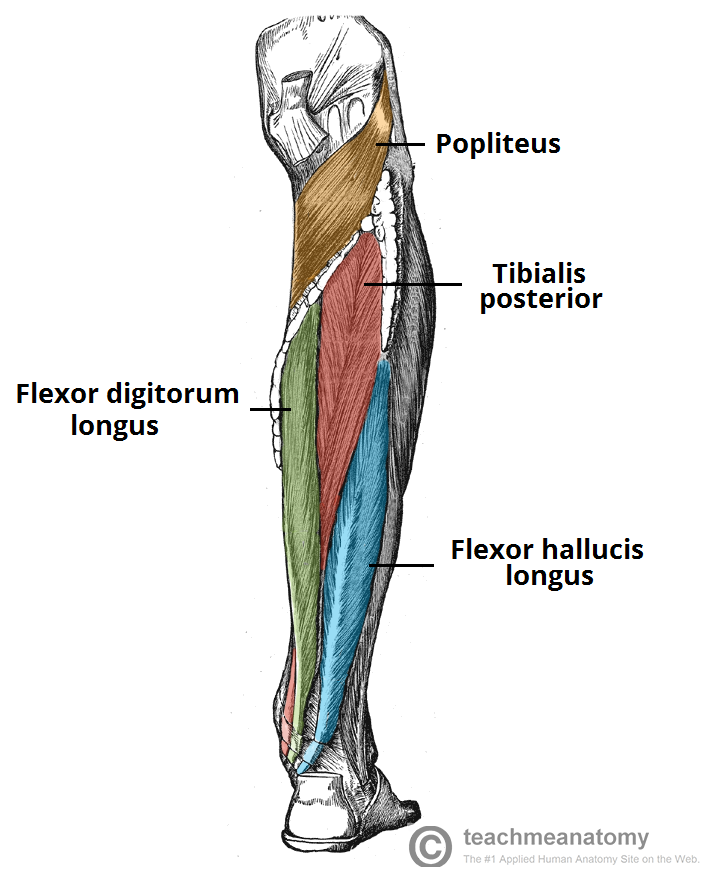 Manatomylab1's tweet photo. Notice in  the leg (from medial to lateral)= Dick, Tom, &amp; Harry
BUT at medial malleous = Tom, Dick, &amp; Harry https://t.co/gyRsqnxd3V