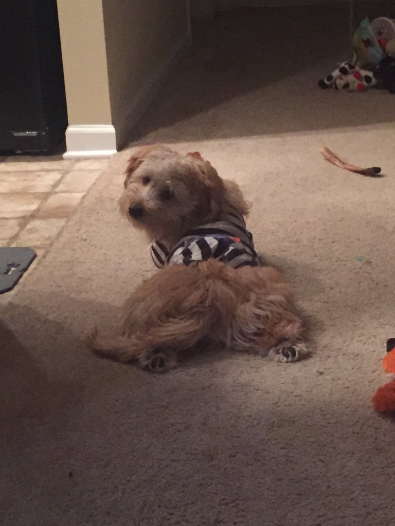 macnnieten's tweet photo. Look back at it #minigoldendoodle #fluffybut https://t.co/Li1JHPdr9B