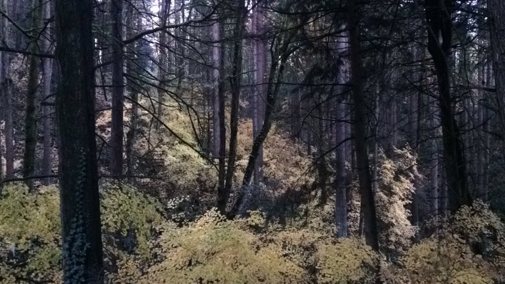 SaraahBoBaraa's tweet image. Forest park today. #fallaf