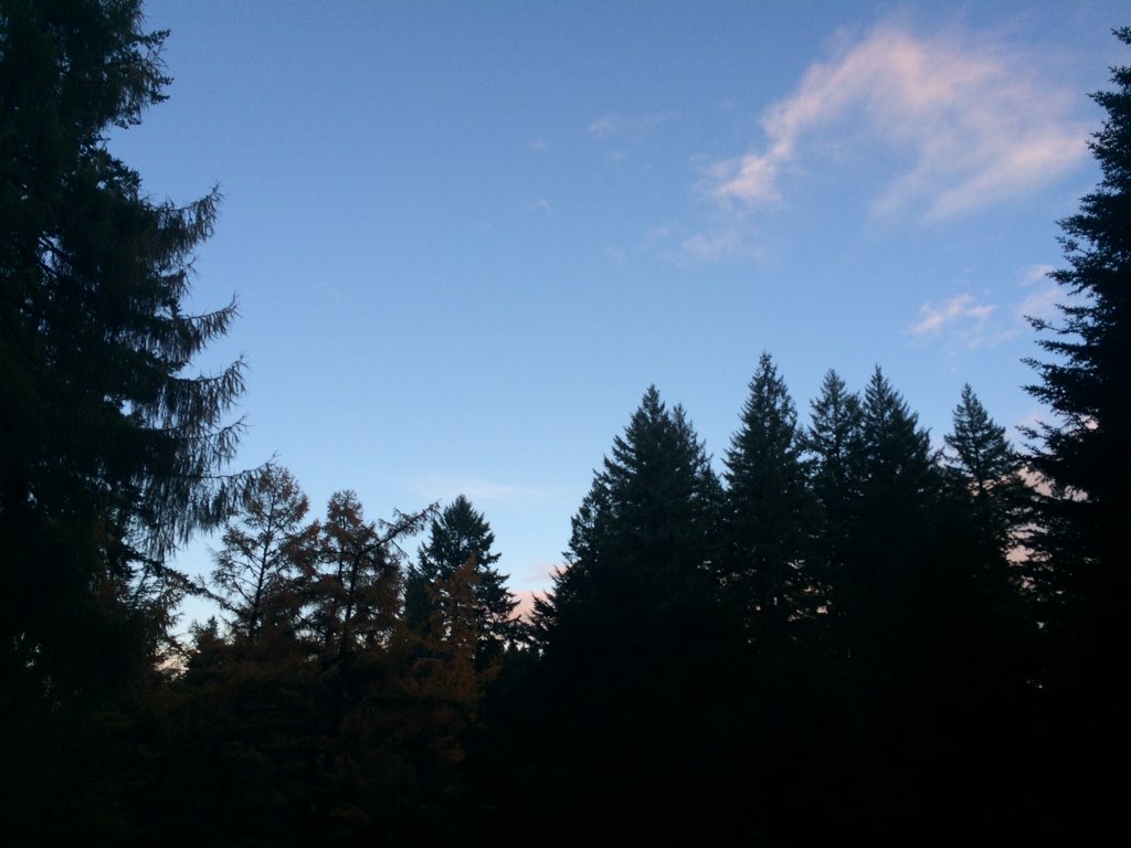 SaraahBoBaraa's tweet image. Forest park today. #fallaf