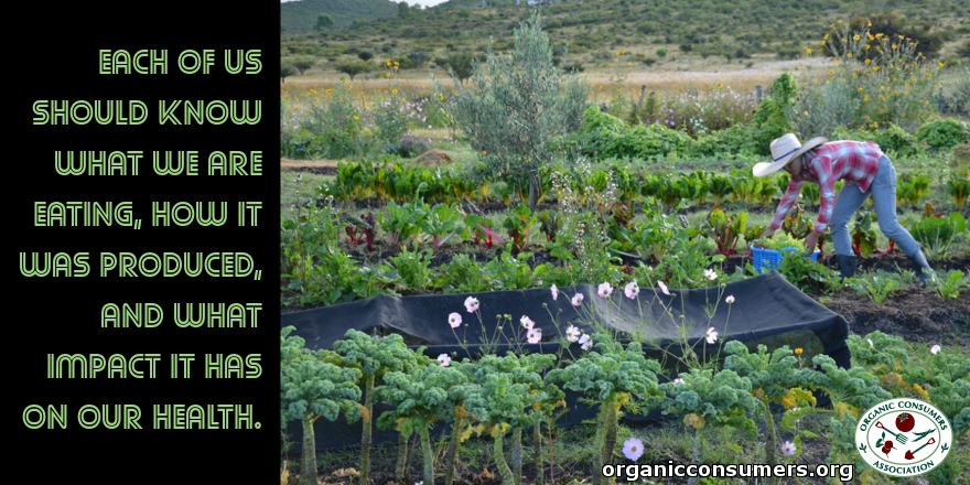 OrganicConsumer's tweet photo. We should know what we are eating, how it was produced, what impact it has on our #health! https://t.co/IQ4aYXTfDs https://t.co/RBoDVdCz6C