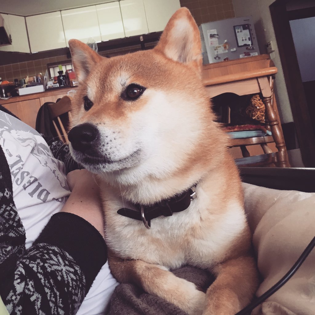 Meekspeakuk's tweet photo. #Kotaro is becoming a ネコ#neko (=#cat )
#youreadognotacat #petmeplease #dog #japan #shibainu #柴犬 https://t.co/dFT4yWVnT6