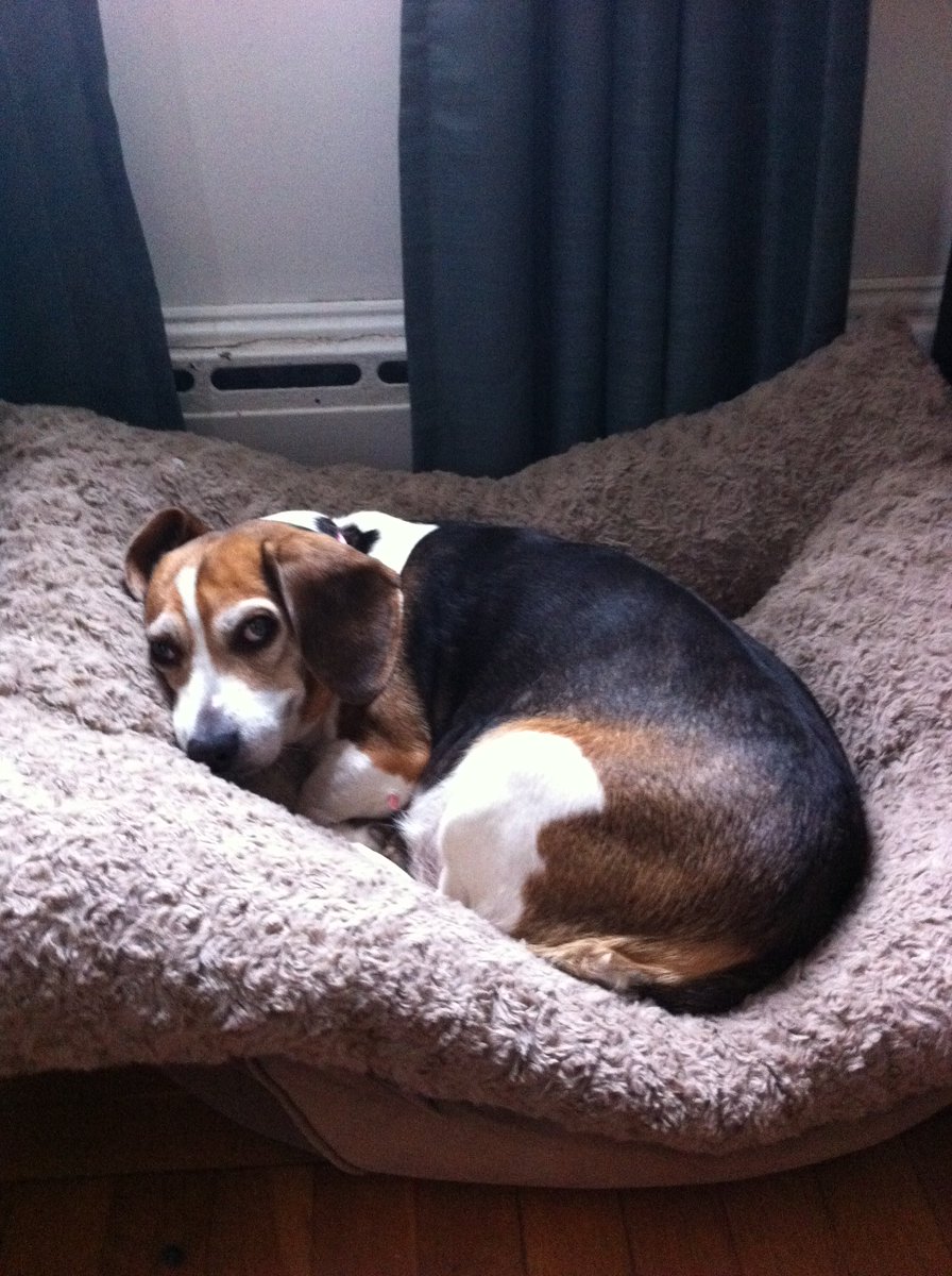 BiddyTheBeagle's tweet photo. Snuggly beagle #beagle #beagles #beaglesoftwitter #dogsoftwitter #shelterdogs #rescuedog #snoopy @TheRealWacha https://t.co/Ooznx5UtJs