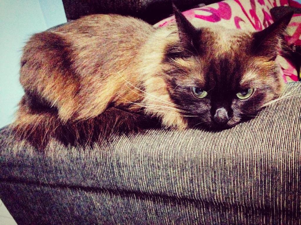 Chatchatcatcat's tweet photo. lepaking at one of her favourite spot
#cikmessi #messithecat #messi #messiliyanadhiandradamia #instacat #furkids #… https://t.co/G8Xb57UL3l