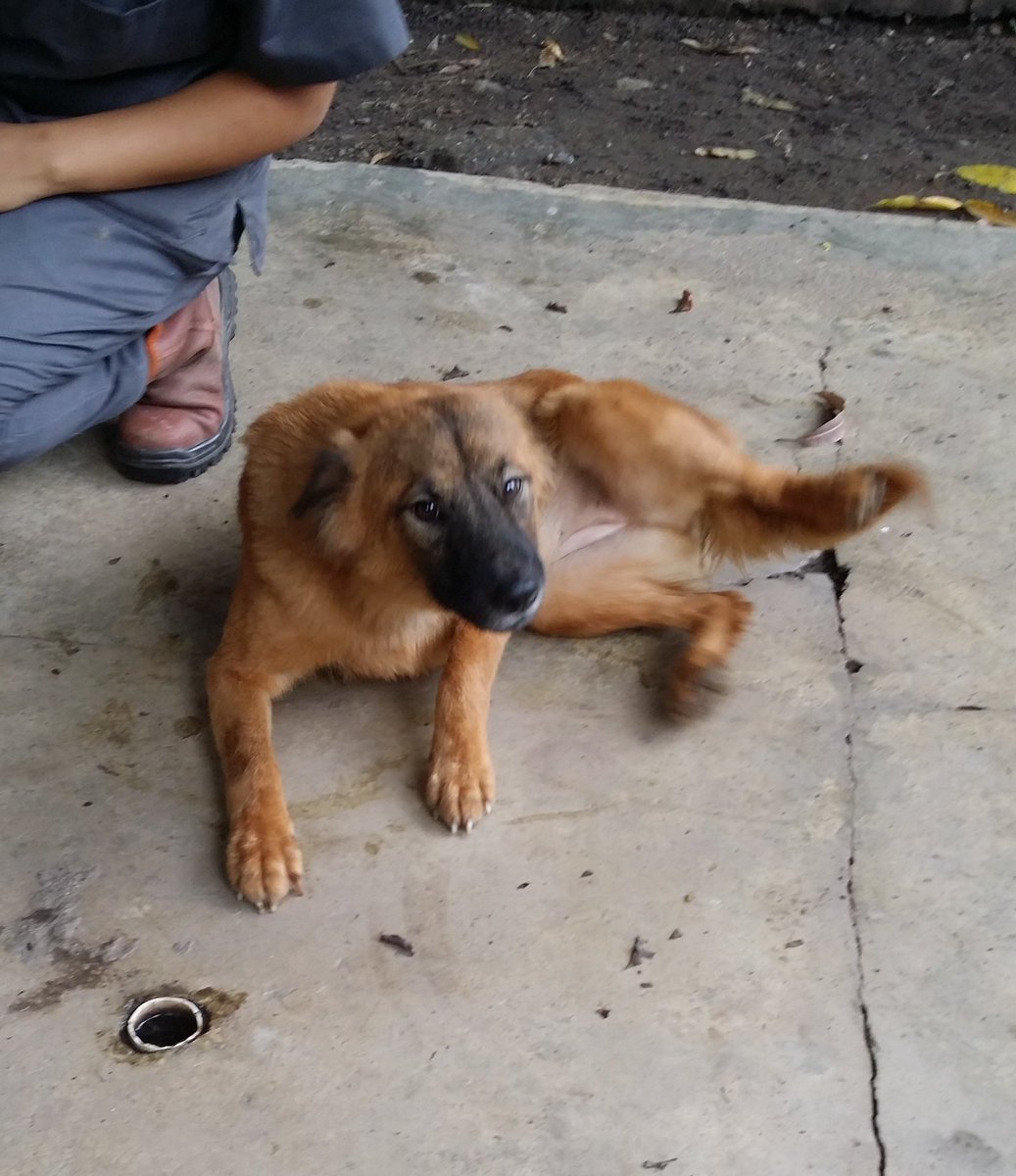 MASCOTASDECALLE's tweet photo. La rescatamos de una casa donde era maltratada. Ya esta sana, esterilizada y vacunada, es muy cariñosa. La adoptas? https://t.co/5qnQTpOoar