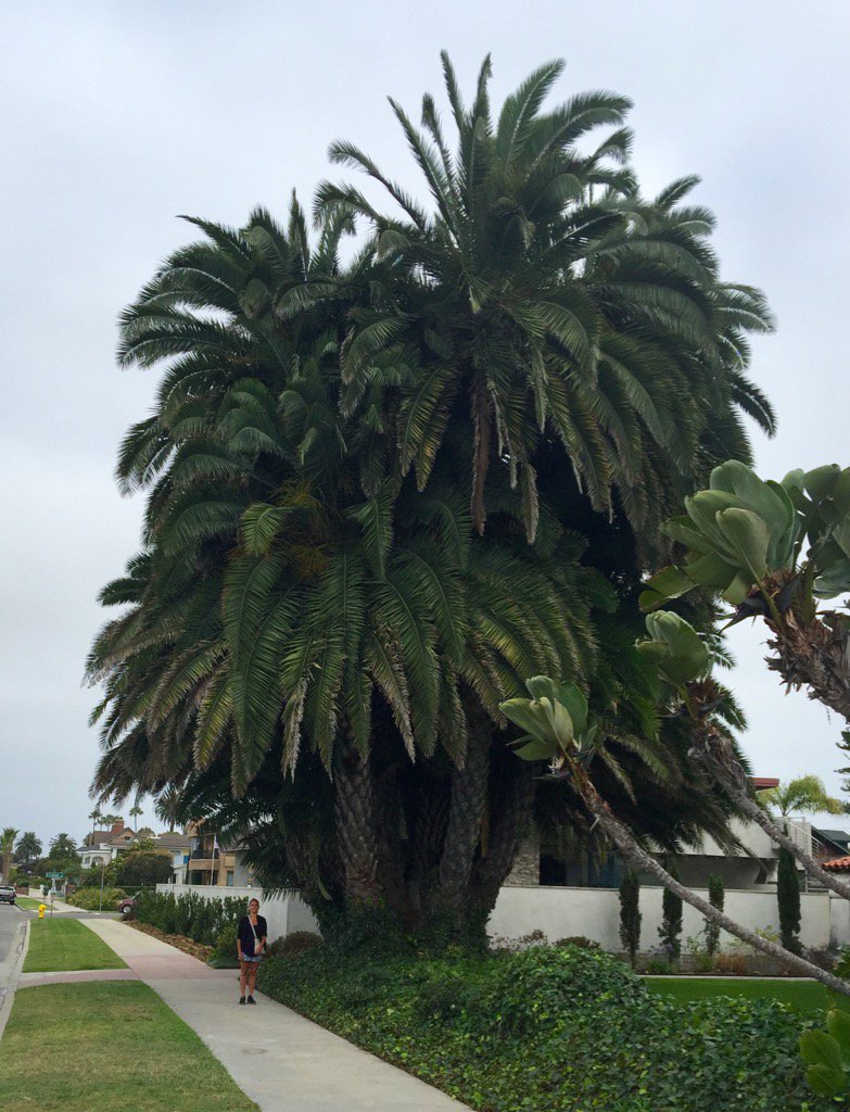 Lodik's tweet photo. Now that's one big tree! https://t.co/9sRygv7VSF