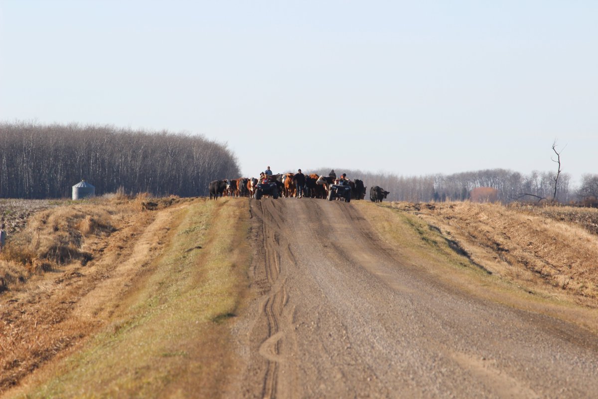 FGP Cattle tweet media