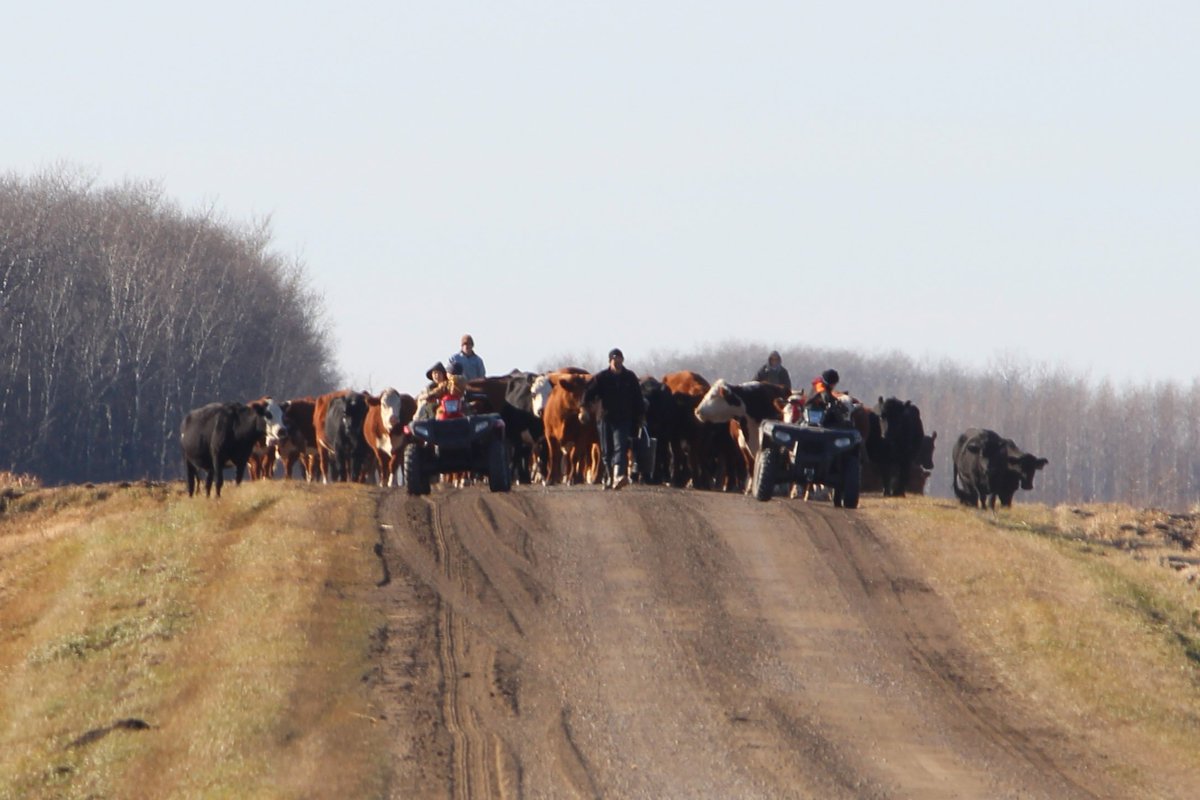 FGP Cattle tweet media