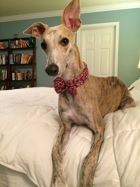 CraftDailyUK's tweet photo. Oh my days! If you didn't fancy knitting our headband how can you resist this cute doggie bow-tie? #knitting https://t.co/umkOTmH4PL