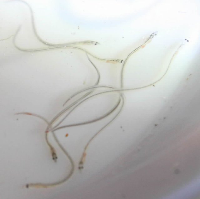 シャックル 薄い 例 精子 水槽 誤解を招く 混合した ワイン