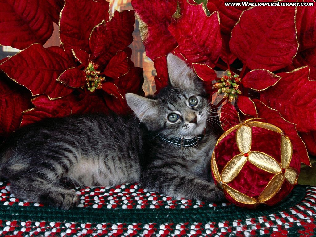 freephotoz's tweet photo. Christmas Cat Desktop Wallpaper 1024x768
#MerryChristmas https://t.co/dNgZgSNM7Z