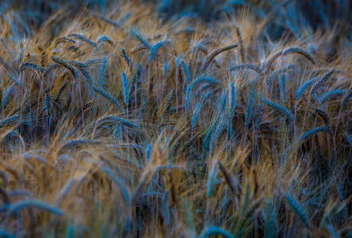 download Bergson and His Philosophy 2006