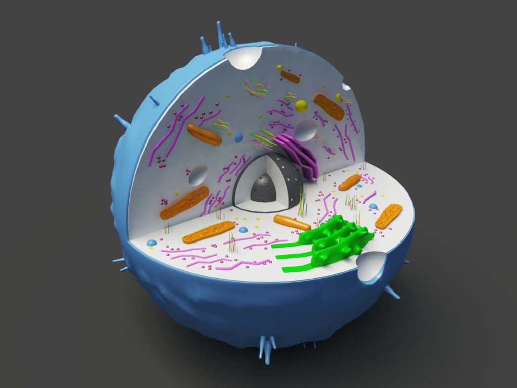 animal cell 3d