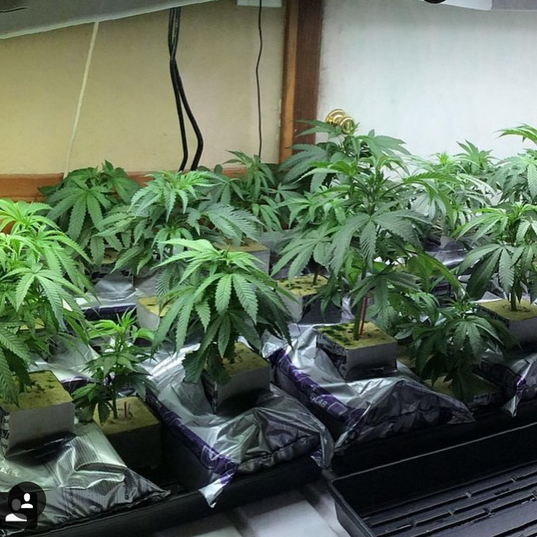 RWwholesale's tweet photo. Grodan Setup!
#rockwool #grodan #minicubes #growcubes #groblocks #rockwoolwholesale #hydroponic #hydroponicwars https://t.co/RKzVE6JHdA