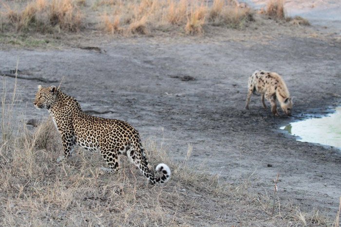 SafariAndCity's tweet photo. Appreciating the wildlife at @Cheetah_Plains! Read about Craig's #safari experiences here: https://t.co/36T3wwzfTj https://t.co/7XgrwFNXuO