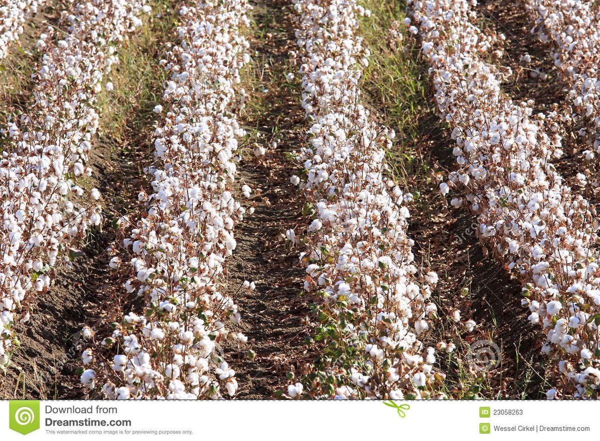 Sustain_Live's tweet image. Tracing #Cotton Nearly Impossible, Say #Sustainability Experts bit.ly/1NyWsu5 @epochtimes #Sourcemap