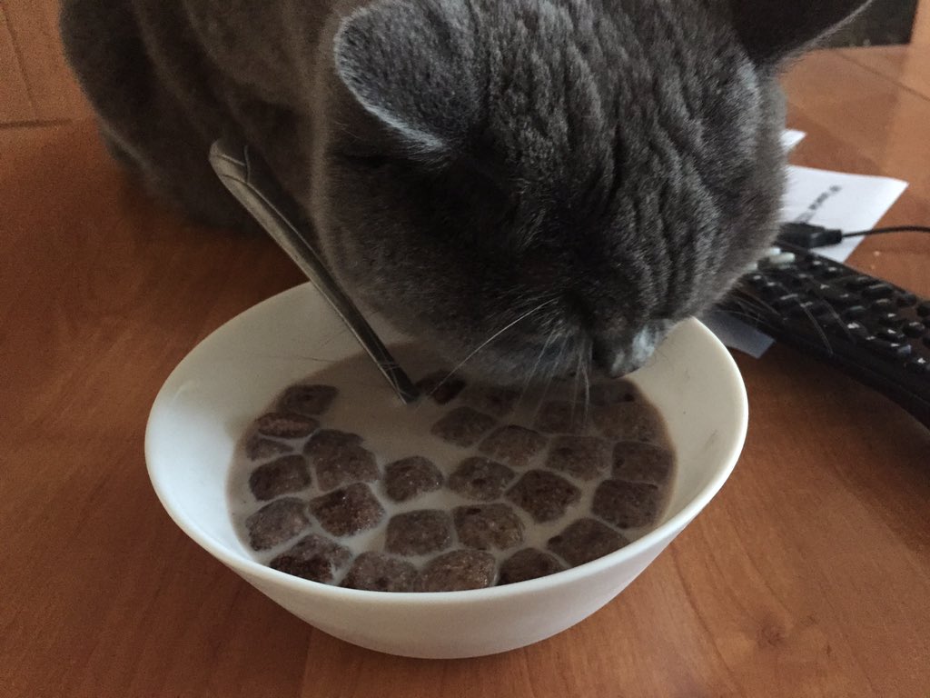 magda_siwik's tweet image. Śniadanie we dwoje #PanKot