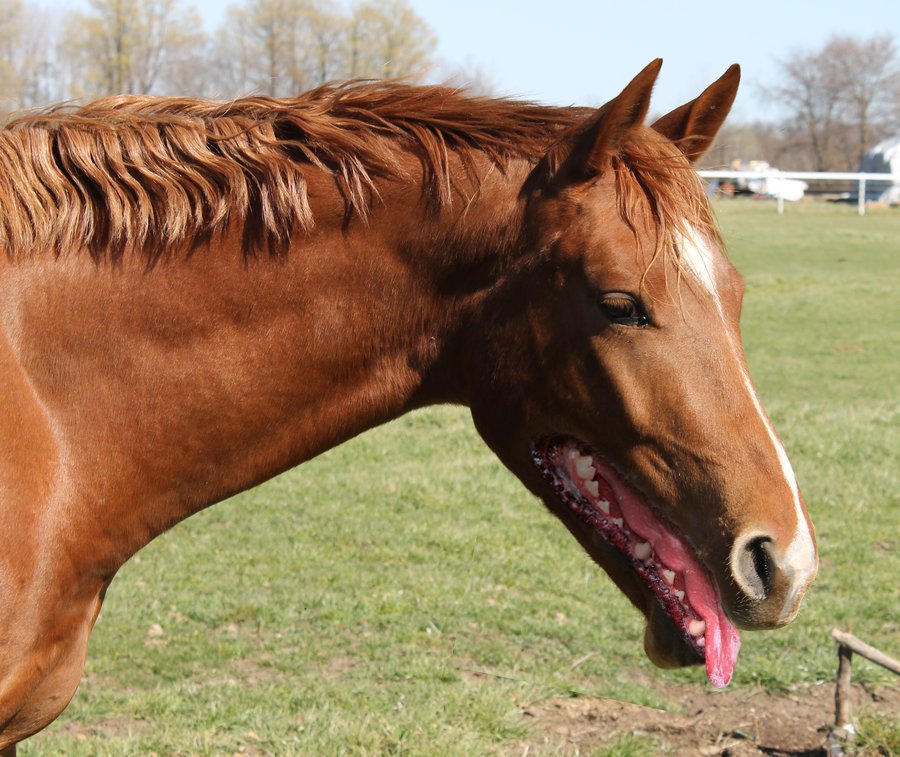Imgur on Twitter "If a horse's mouth was like a dog's https//t.co