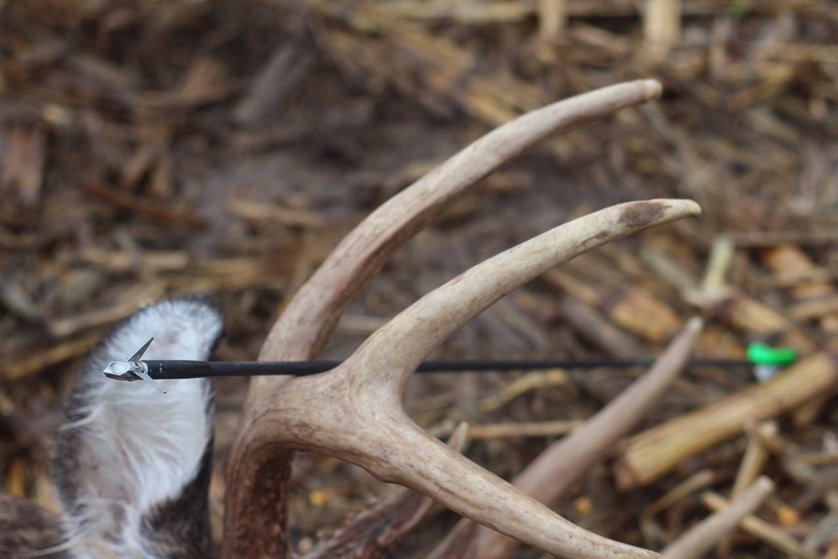 Ramcat Broadheads tweet media