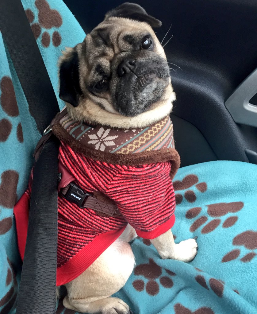 woofatBBB's tweet photo. Such a little sweetheart, Boo Boo looking good in his #puppia sweater a gift from the awesome @PollyPugs ... #BBB https://t.co/ALPTelcyGZ