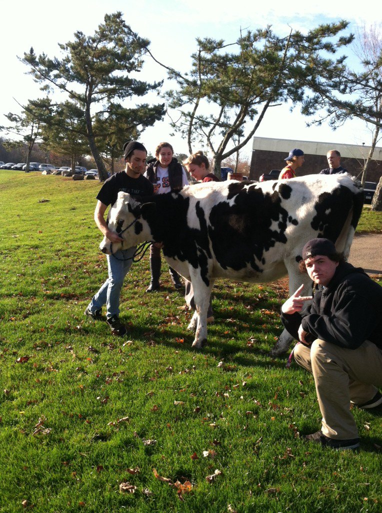 GansettFFA's tweet photo. #cows https://t.co/yDeqBXhvWn