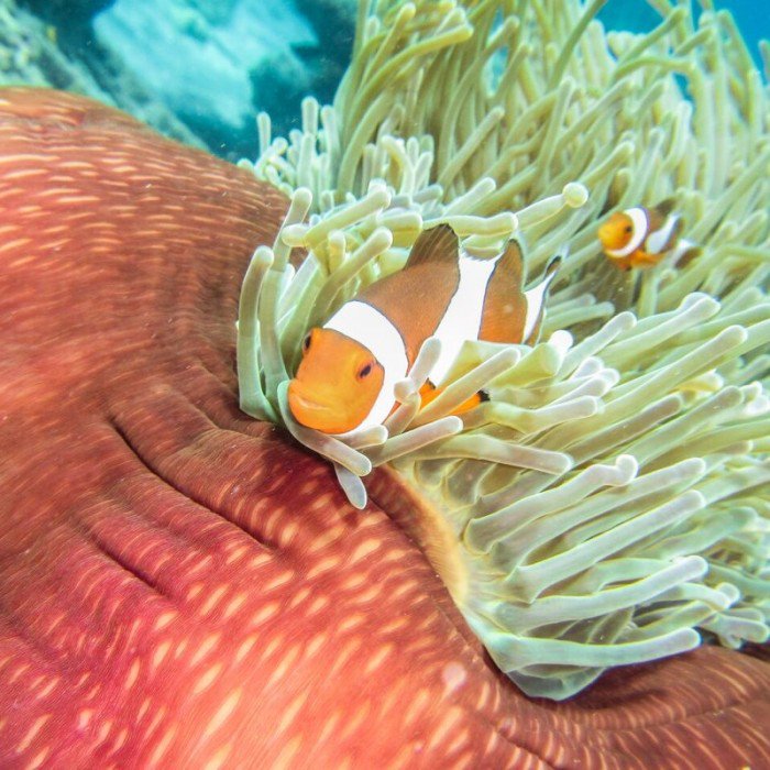 vacaykit's tweet photo. Top 5 #diving spots in #Indonesia:
 #travel 

https://t.co/jezq7MDX1f https://t.co/18dUq82tFo