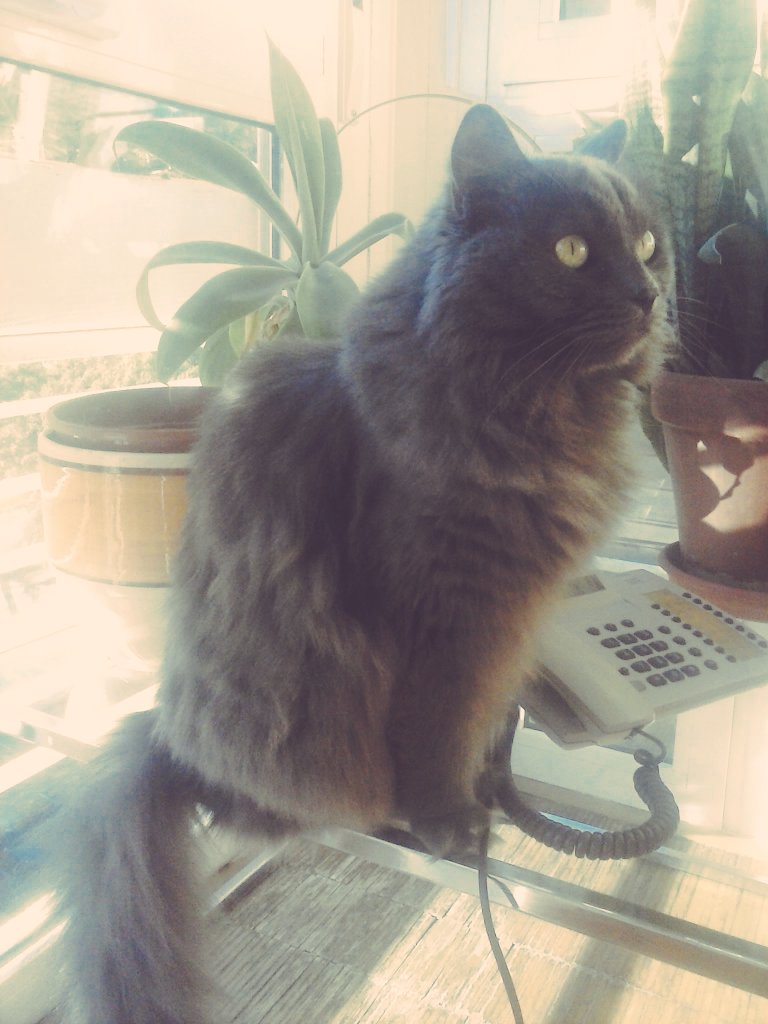 mikewellhxc's tweet photo. Que preciosísima <3 https://t.co/GiLscxJDzG