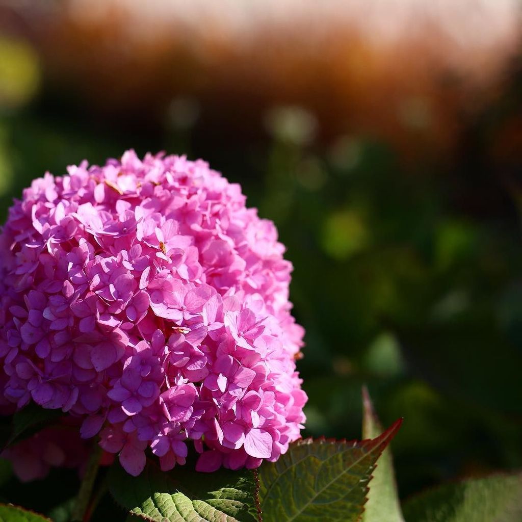 Crepanita's tweet photo. Des 🌸 histoire de bien commencer la semaine #ihavethisthingwithflowers #instaflower #flowe… https://t.co/vCkna0H2X7 https://t.co/Cfw910CyUu